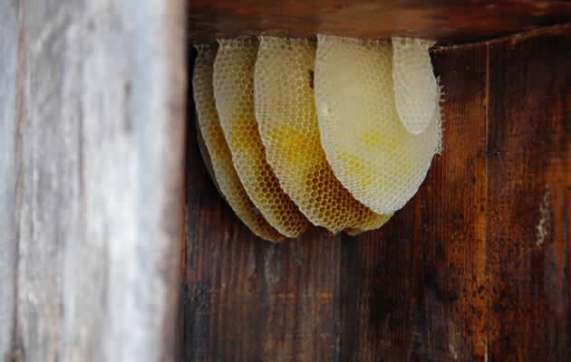 ミツバチの巣[長野県ミツバチ駆除サービス]